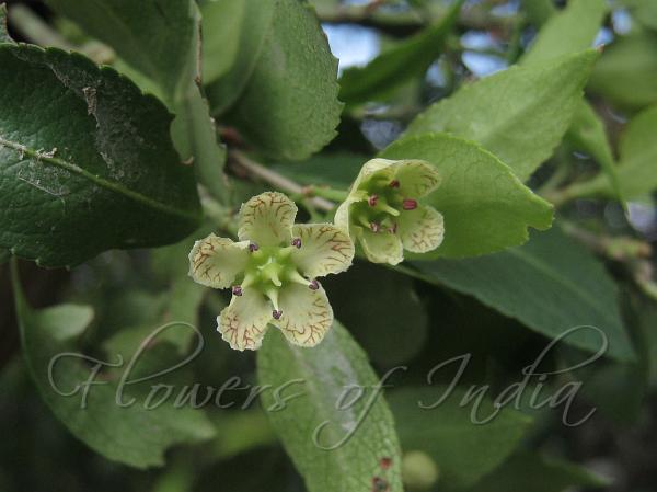 Purple-Veined Spindle Tree